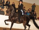 2018 daha spring show 1149 115