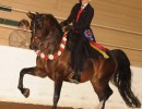 2018 daha spring show 1149 200